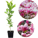 Magnolia Tree Live Plant 6 to 14 Inch Height, Fragrant Magnolia Plant Live to Grow, Magnolia Bush Flowers in Pot (Saucer Magnolia)