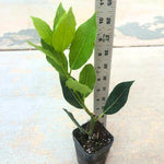 Laurus Nobilis Bay Leaf Trees Live Plants, 5-9 Inc Bay Laurel Sweet Bay Live Plant for Planting, Fragrant Bayleaf Tree, No Pot, Well-Rooted Plant Live