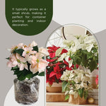 2 Multi Varieties Poinsettia Plants Live, Pink Cream Poinsettia Flowers for Holiday Christmas Gift, Decoration Houseplant 5-10" in Tall, No Pot