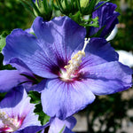 1 Rose of Sharon Live Plant 6 to 13 Inch Tall, Althea Hibiscus Plant Live, in Pot, Fragrant Hibiscus Syriacus Bush (Purple Rose of Sharon Bush)