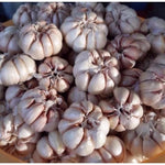 1 Pound Hard Neck Garlic for Planting in Fall, White Garlic Bulb for Planting, Fresh and High Yield, Cold Hardy, Planting Softneck Hardneck