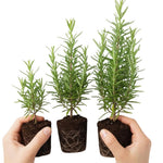 Set 3 Rosemary Plants Live, Blue Rosemary Live Plants, 3 to 5 Inc in Height