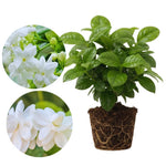 2 Jasmine Plants Live, Fragrant White Jasmine Live Plants, Fast Growing Flower Plants for Outdoor Garden, 5-7'' (Orleans Jasmine)