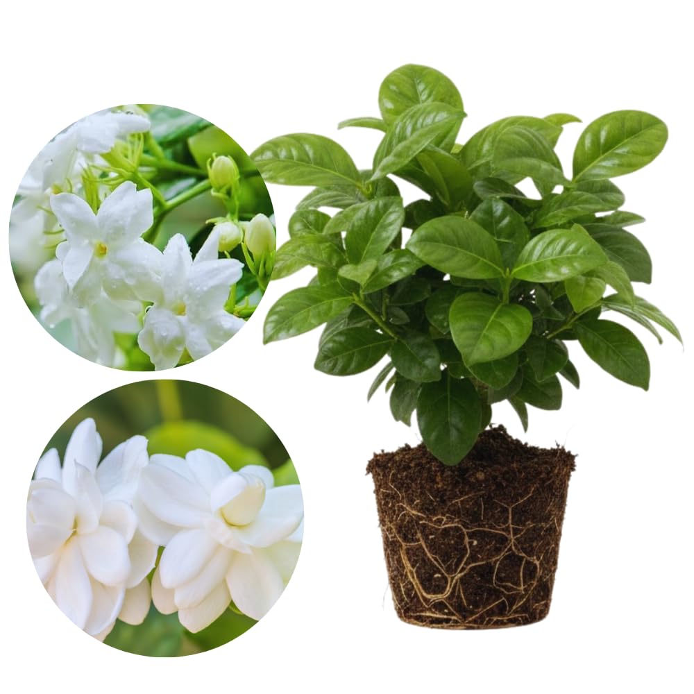 2 Jasmine Plants Live, Fragrant White Jasmine Live Plants, Fast Growing Flower Plants for Outdoor Garden, 5-7'' (Orleans Jasmine)