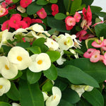 2 Euphorbia Milii Mixed Crown of Thorns Plant Live, Cold Hardy Succulent Houseplant 4-7" Tall with Constant Blooms