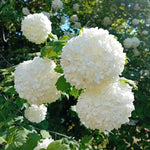 2 Japanese Snowball Viburnum Plants Live Bare Roots 1-2 Feet Tall, Dormant Hardy White Viburnum Bush for Outdoor Garden Planting