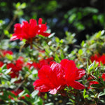 Red Azalea Plants Live Tree for Outdoor Growing, 9 Months Old Starter Size, Azaleas Rhododendron Flower Vibrant Color Spring Planting