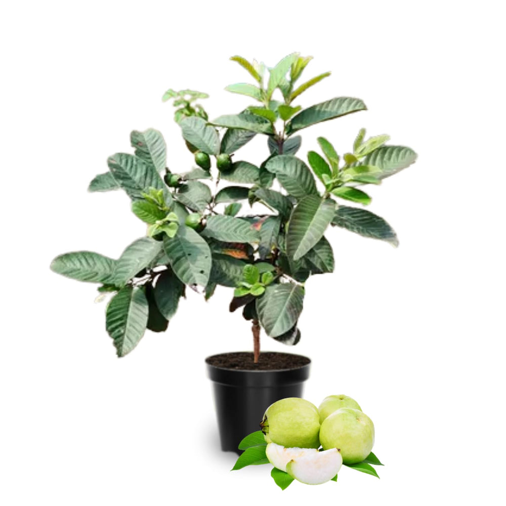 White Guava Tree Live Plant, 10 Inch Sweet Fruit Tree, Tropical Guava Plant for Home Garden