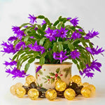 4 Christmas Cactus Plants Live, 5-9 Inch Tall (Purple)