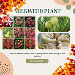 2 Butterfly Milkweed Plants Live, Asclepias Tuberosa Tropical Milkweed Flowers for Butterfly Garden, 4-9" Tall Perennials, No Pot Included (Deep Red Milkweed)