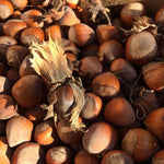 Hazelnut Tree Live Plant 1-2ft Tall, Hazelnut Bushes Plant