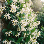 Star Jasmine Plant Live 4-7 Inches Tall, Fragrant Flowering Vine for Garden, Patio Containers and Indoor Growing