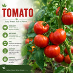 Set 2 Tomato Plants, Better Boy Tomato Plants Live, 4-6 Inc Tall, High Yield Vegetable for Raised Beds, Containers and Outdoor Garden