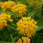 Pack 2 Yellow Milkweed Live Plants, Butterfly Milkweed Shrub, Asclepias Tuberosa Plants 4-8 Inches