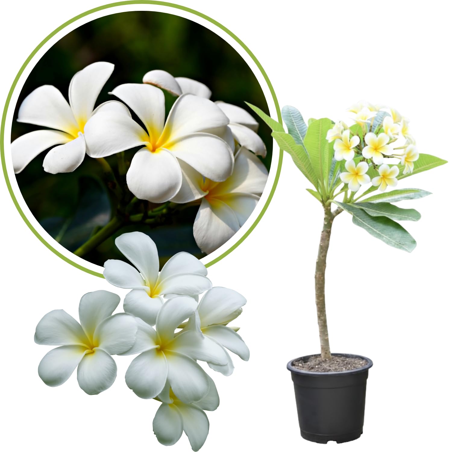 Plumeria Plant Live, 2-3 Feet Tall in 1 Gallon Pot, Frangipani Flowering Tropical Plant (White Plumeria)