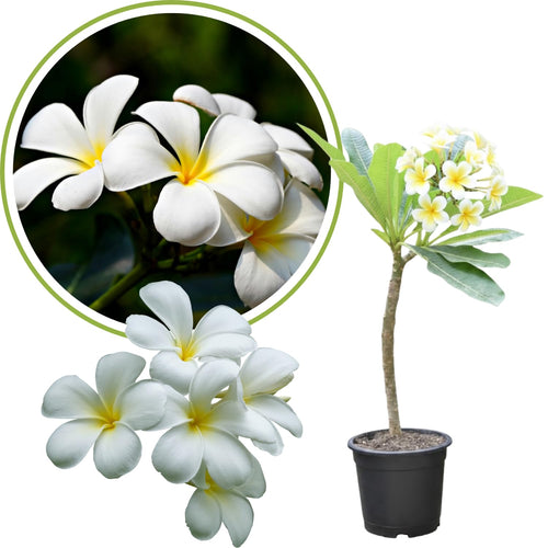 White Plumeria Frangipani Live Plant, 1-2 Ft Tall, 1 Gallon Pot