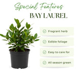 Bay Leaf Plant, Bay Leaf Tree Plant, 3-5 Inc Tall, Edible Bay Laurel Plant Live for Indoor Outdoor Growing