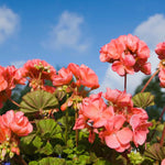 Live Geranium Plants, 4 Salmon Geranium Flower Plants Gernanium Plant Live, 4 to 6 Inches Long, Geranium Live Plants, Geranium Starter Plant