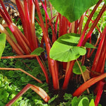 Colocasia Elephant Ears Live Plant, Alocasia Plant, Esculenta Taro Live Houseplant, 5-7 Inc Tall (Green Leaf, Red Stem)