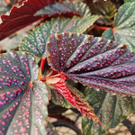Set of 2 Begonia Angel Wing Maculata Live Plants, 5-9 Inch Tall, Pink Spot Polka Dot Begonia for Home and Garden Decor