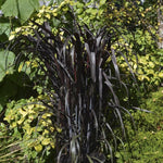 2 Fountain Grass Plants Live, 5-9 Inch Tall Ornamental Grass Live Plants for Landscaping and Garden Borders (Black Fountain Grass)