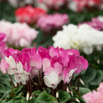 Set of 2 Cyclamen Plants Live, Hardy Cyclamen Plants, Vibrant Blooming Houseplant, 4 Inch Pot for Planting (Mix)