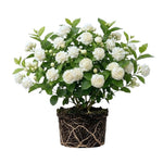 Duke Jasmine Live Plant – Climbing White Flower Vine, Fragrant Indoor & Outdoor 4-6” Tall Decorative Plant