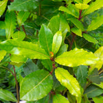 Bay Leaf Laurel Tree Live Plant, Sweet Bay Laurus Nobilis Plant Live, 7 to 9 Inc Tall