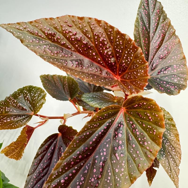 Set of 2 Begonia Angel Wing Maculata Live Plants, 5-9 Inch Tall, Pink Spot Polka Dot Begonia for Home and Garden Decor