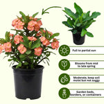 Set 2 Salmon Euphorbia Milii Plants, Crown of Thorns Live Plant, 5-8 Inc Tall, Hardy Euphorbia Flowering Houseplants