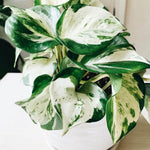 Princess Philodendron Live Plant, Rare Variegated Houseplant 5-8 Inch Tall, Indoor Live Plant for Home or Office Decor, No Pot (White Princess Philodendron)