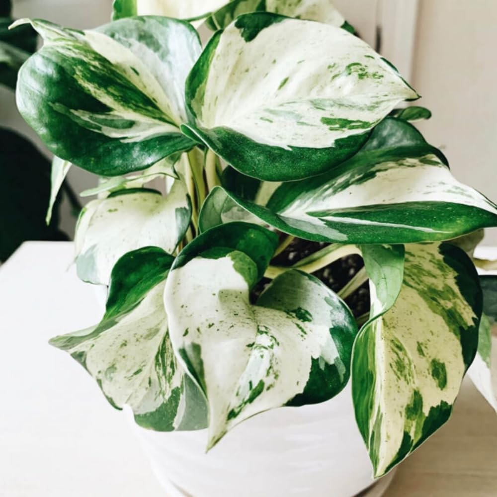 Princess Philodendron Live Plant, Rare Variegated Houseplant 5-8 Inch Tall, Indoor Live Plant for Home or Office Decor, No Pot (White Princess Philodendron)