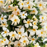 2 Apricot Dipladenia Bushes Flower Plants, Pink Flowering Plants, 4-8 Inches, Outdoor Growing