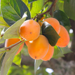 Persimmon Tree Plant Live, 1-2 Ft Tall