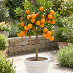 Valencia Orange Tree Live Plant 1.5-2 Ft Tall in 1 Gallon Pot, Citrus Fruit Tree for Patio Containers, Backyard and Indoor Growing