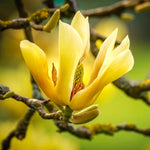Magnolia Tree Live Plant 6 to 14 Inch Height, Fragrant Magnolia Plant Live to Grow, Magnolia Bush Flowers in Pot (Yellow Bird Magnolia)