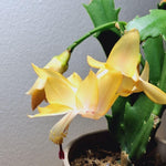 Live Yellow Christmas Cactus Live Plant 4–6 Inches Tall, Winter Blooming False Thanksgiving Cactus Well Rooted, Flowering Houseplant for Home and Office