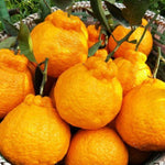 Japanese Mandarin Tree Live Plant Grafted 2-3 Feet, Fast-Growing and Bear Fruit for Citrus Garden Outdoor Planting Zones 9-11