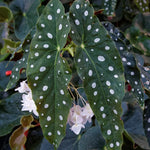 2 Live Begonia Angel Wing Maculata Set, Size 5-9 Inch Tall, Polka Dot Begonia Plants, Indoor Outdoor Decorative Houseplants