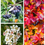 2 Seedlings Black Chokeberry Trees Live Plants, 1 Year Old Well-Rooted for Outdoor Planting, No CA, Edible Aronia Berry Shrub, Cold Hardy