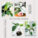 Princess Philodendron Plants Live, 4-9” Tall Rare Indoor Houseplants with Variegated Leaves, Easy Care Tropical Plant, No Pot (White Princess Philodendron Plant)