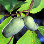 1 Year Old Paw Paw Tree Live Plant in Quart Pot, Pawpaw Tree Plant Live, 6 to 12 Inc Tall Asimina Triloba Trees for Planting
