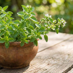 Set 3 Live Oregano Plant 4-6 Inches Tall, Oregano Herb for Gardening, Easy Care, Fast Growing