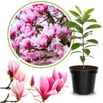 Magnolia Tree Live Plant 6 to 12 Inch Height, Fragrant Magnolia Plant Live to Grow, Magnolia Bush Flowers (Jane Magnolia)