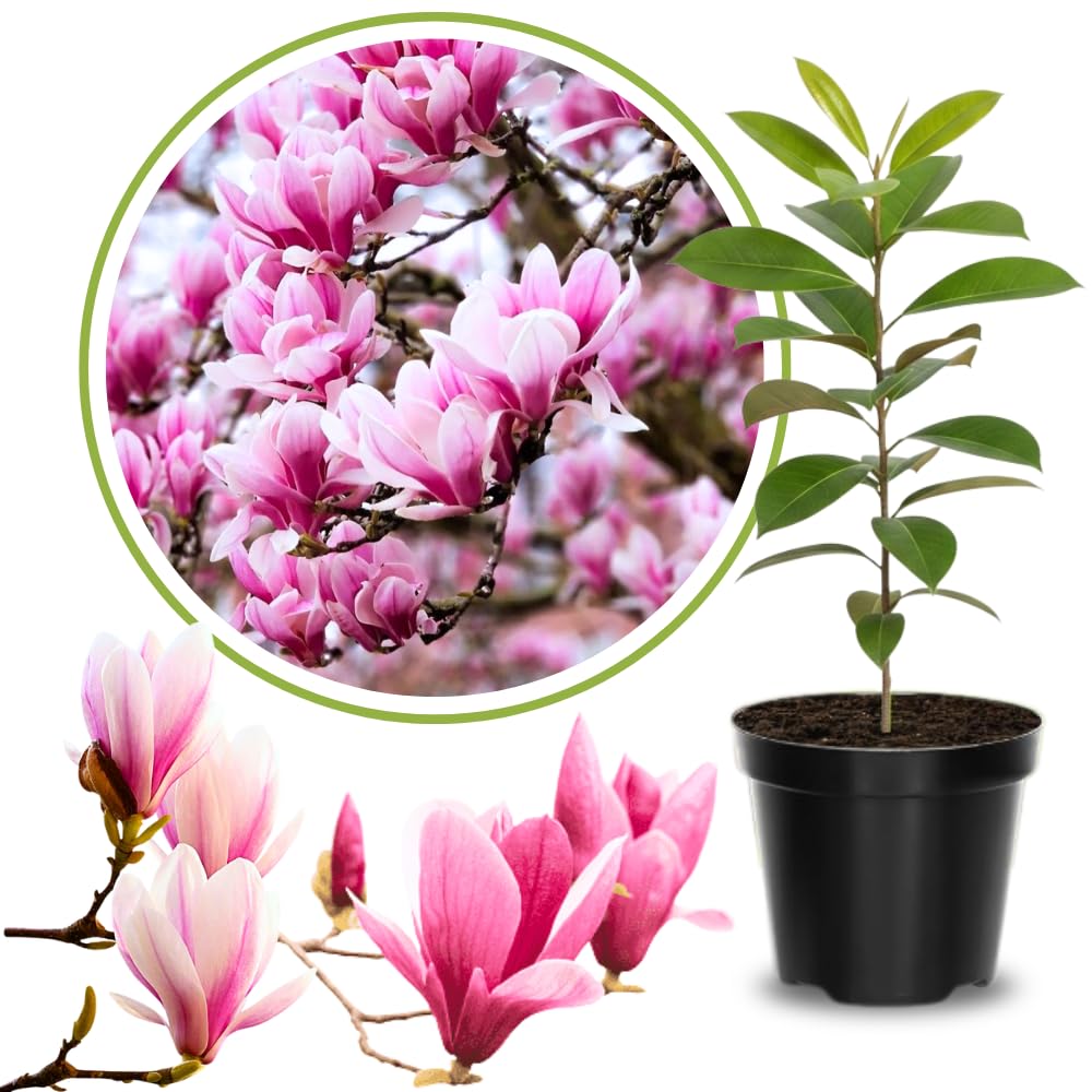 Magnolia Tree Live Plant 6 to 12 Inch Height, Fragrant Magnolia Plant Live to Grow, Magnolia Bush Flowers (Jane Magnolia)