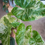 Set 2 Variegated Alocasia Live Plants for Planting, 5 to 7 Inc Tall, Indoor Houseplant Alocasia Plant Live, No Pot, Alocasia Colocasia Taro Plants for House Plants