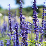 Set 2 Provence Lavender Plants Live, Lavender Flower Plant, 5 to 7 Inc Tall Gardening Indoor Outdoor