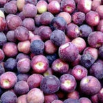 Sherbet Berry Plant Live for Planting 4 to 8 Inch Tall, Sherbet Berry Fruit Tree Live Plant