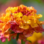 Live Lantana Plant, Perennial Lantana, Vibrant Flower Colors, 4 Inch Pot for Indoor or Outdoor Planting (Orange Flowers)