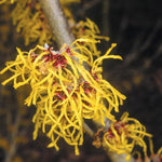 5 Witch Hazel Trees Live Plants, 1-2 Feet Tall Bare Root Hardy Shrubs for Outdoor Planting, Yellow Flower